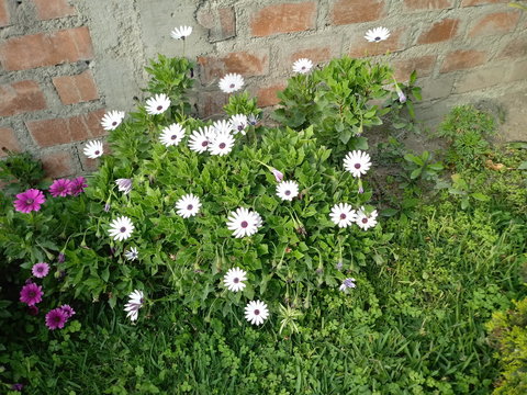 2018 Flores