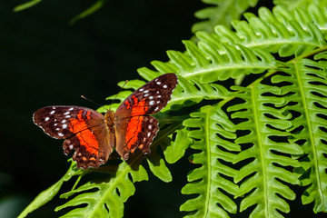 butterfly on a leaf