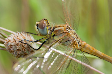 insecte gros plan libellule mare temporaire