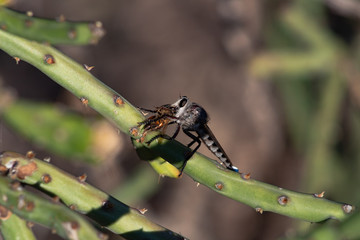 A Robber Fly, a large flying predator insect resting on a cholla cactus branch with a dead honeybee that the fly is eating after hunting the bee down. Pima County, Arizona. October of 2018.