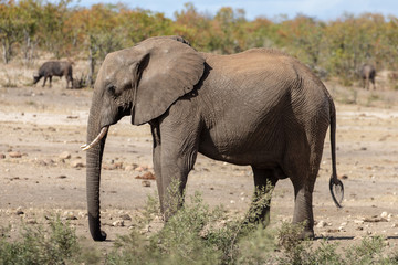 Fototapeta na wymiar Elefant 9