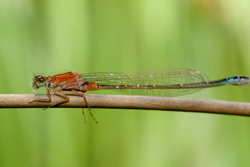 insecte odonate mare temporaire