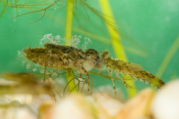 insecte larve odonate mare temporaire
