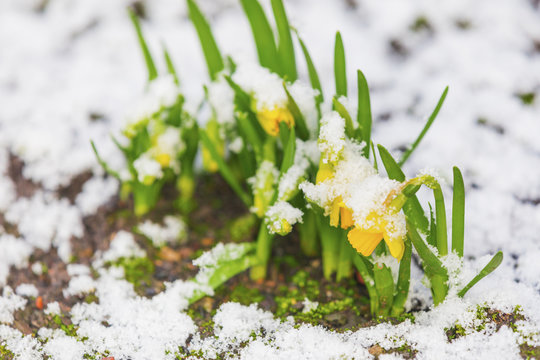 Daffodil blooming through the snow