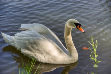 an eminent swan on the slightly wrinkled surface of the lake