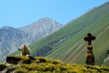 Caucasian Shepherd Dog guarding a cross in a remote valley in Caucasus, Georgia. 