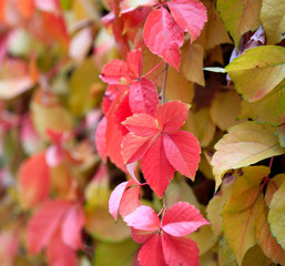 Red boston ivy,outdoors in autumn