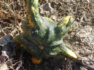 Pumpkins in a field