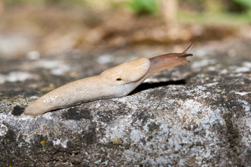 limace sur muret de pierre seche