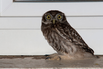 juvenile de chouette cheveche