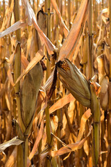 Ripe corn in field ready for harvest in south central North Dakota.