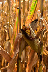 Ripe corn in field ready for harvest in south central North Dakota.