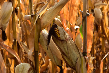 Ripe corn in field ready for harvest in south central North Dakota.