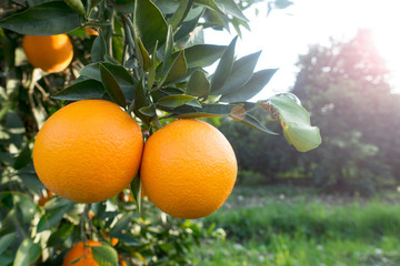 Organic oranges garden on homegrown orange tree