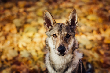 autumn wolf