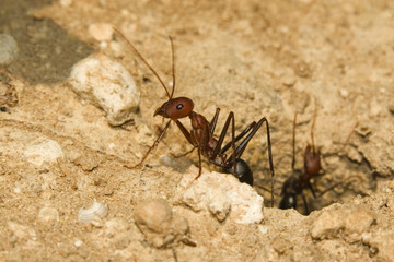 fourmis cataglyphis velox 