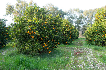 Fototapeta na wymiar Organic oranges garden on homegrown orange tree