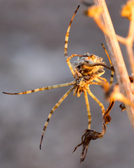 araña en su habitat