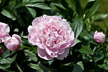 Shrub pink peonies in the garden