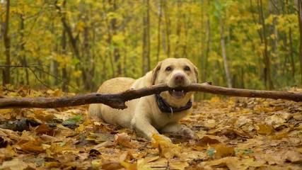 White labrador in autumn scenery is lying on the ground and playing with a stick.