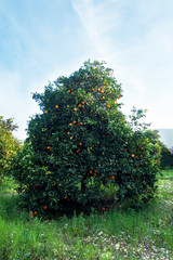 Fototapeta na wymiar Organic oranges garden on homegrown orange tree