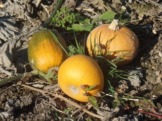 Pumpkins in a field