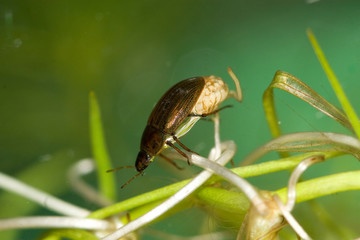 insecte aquatique helochares lividus