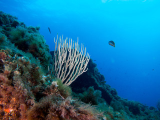 gorgonia en el mediterráneo con fondo azul