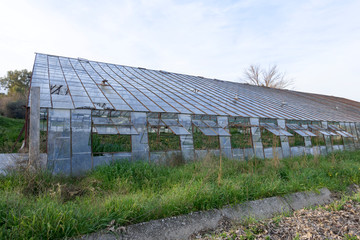 Fototapeta na wymiar Greenhouse cultivation
