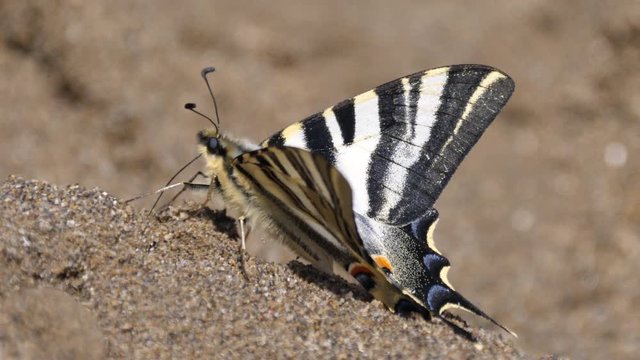 Old world swallowtail butterfly gets nutrients from soil in Spain