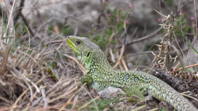Ocellated lizard in the forest in Sil Canyon Spain