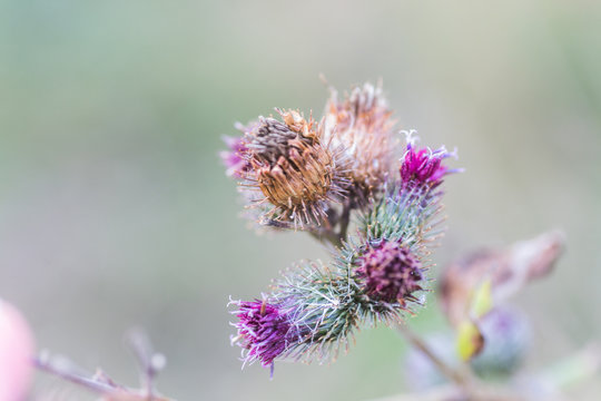 Dried inflorescences and purple thistle flower on a green background. Medicinal plant ecologically clean area. Floral background.