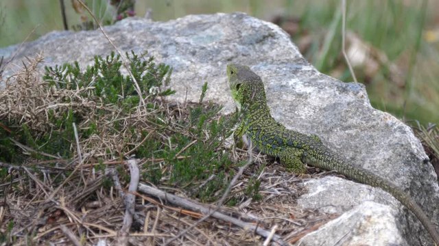 Ocellated lizard moving on a rock in Sil Canyon Spain