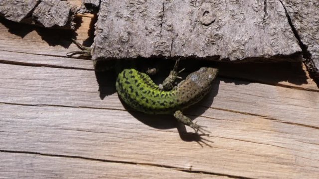 Western green lizard on a tree trunk in Talassemtane National Park Morocco, Africa - Powered by Adobe