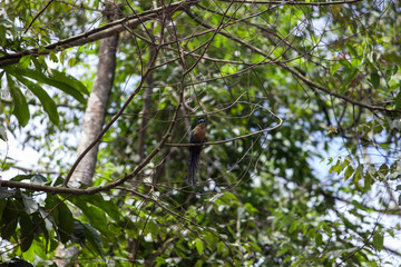 aves
