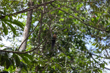 Paisaje cultural cafetero