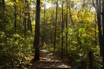 Fototapeta na wymiar Wood hiking trail through woods leading to stairs surrounded by tall green trees on both sides on a sunny day in Minnesota