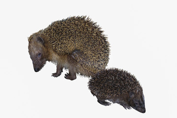 Igel mit ihrem Jungen
