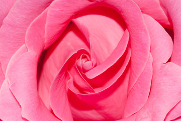 Fototapeta na wymiar Coeur de rose rose tree heart
