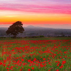 Panele Szklane  Piękny czerwony krajobraz pola maków z kolorowym niebem o zachodzie słońca