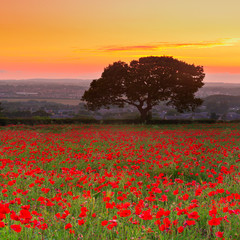 Beautiful red poppies field landscape with colorful sunset sky
