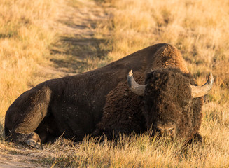 Bull buffalo at the Rocky Mountain Arsenal Wildlife Refuge