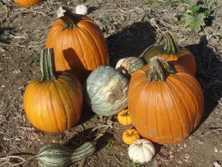 Pumpkins in a field