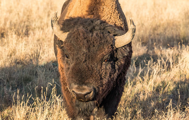 Bull buffalo at the Rocky Mountain Arsenal Wildlife Refuge