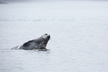 Naklejka premium Z wody do morza wyskakuje dzikie foki