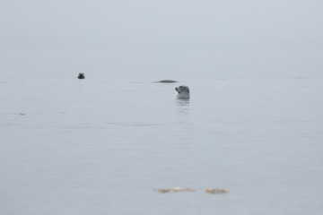Naklejka premium grupa fok w szarej mgle na morzu ochockim