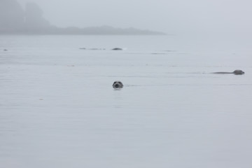 Fototapeta premium Kilka fok w morzu na tle wybrzeża we mgle