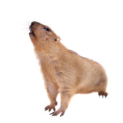 The bobak or steppe marmot on white background
