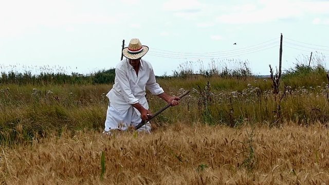 Man manually reaped grain on the field - slow motion