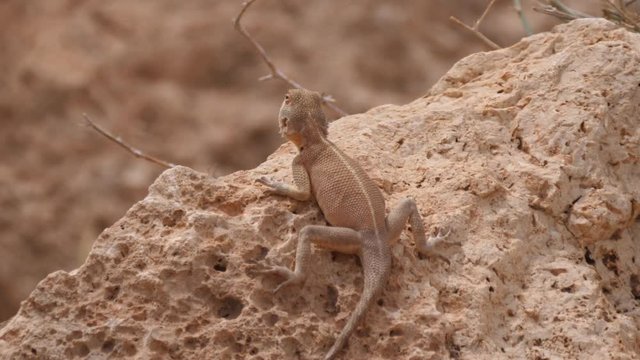 Desert Agama on a rock around Meski in Morocco, Africa